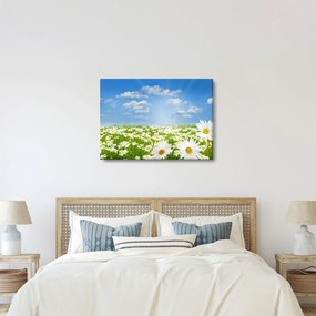 Obraz rozkvitnutej lúky s margarétkami (70x50 cm)
