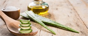 Obraz - Aloe vera (120x50 cm)