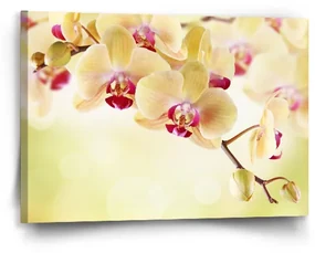 Sablio Obraz Orchidea 2 - 60x40 cm