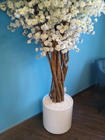 Kvitnúca jabloň viackmenná 220cm