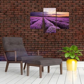 Obraz - Levanduľové pole pri západe slnka (90x60 cm)
