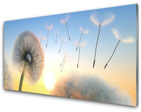 Obraz plexi Púpava kvety 100x50 cm