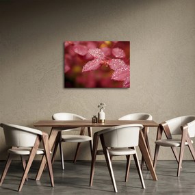 Obraz - Makro snímka lístka (70x50 cm)