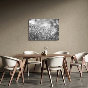 Sklenený obraz - Béžová soft grass N⁰1 (70x50 cm)