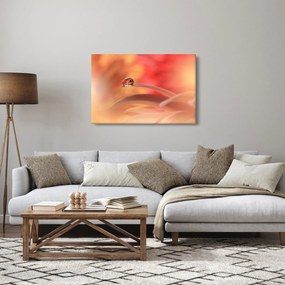 Obraz kvetinové kvapky rosy (90x60 cm)