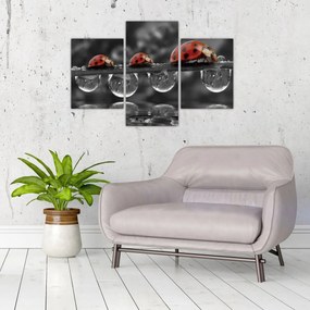 Obraz - Lienka sedembodková, čiernobiela (90x60 cm)