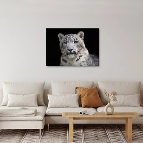 Obraz - Leopard snežný (70x50 cm)