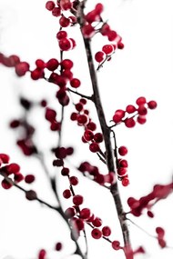 Fotografia Red Berries 1, Mareike Bohmer