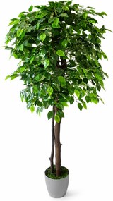 Fikus Benjamin 200 cm