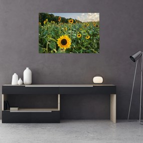 Obraz - Slnečnicové pole II. (90x60 cm)