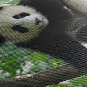 Obraz - Panda na strome (90x60 cm)