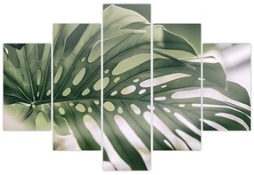 Obraz - List monštier (150x105 cm)