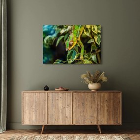 Obraz chameleóna (90x60 cm)