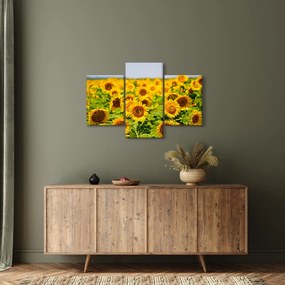 Obraz - Slnečnica (90x60 cm)