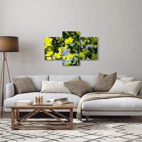 Obraz - javorové listy (90x60 cm)