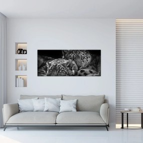 Obraz - Odpočívajúci gepardy (120x50 cm)