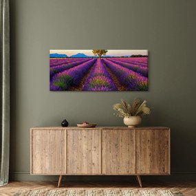 Obraz - Levanduľové pole (120x50 cm)