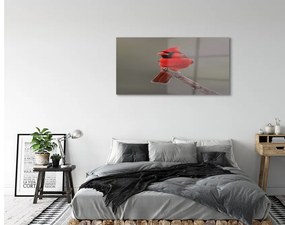 Obraz na akrylátovom skle Red papagáj na vetve 125x50 cm