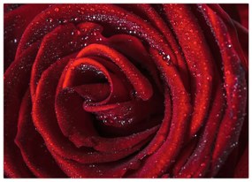 Obraz - Červená ruža s kvapkami rosy (70x50 cm)