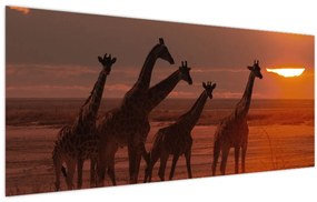 Obraz - Žirafy v africkej savane (120x50 cm)