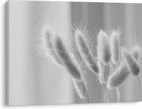 Obraz - Bunny tail grass (70x50 cm)