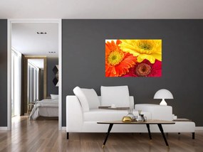 Obraz - Kvety Gerbery (90x60 cm)