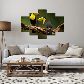 Obraz sediacich tukanov, Costa Rica (150x105 cm)