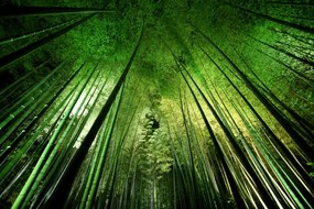 Fotografia Bamboo night, Takeshi	Marumoto, (40 x 26.7 cm)