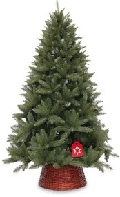 Smrek Kavkazský 210 cm