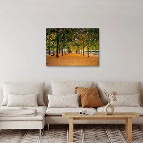 Obraz aleje jesenných stromov (70x50 cm)