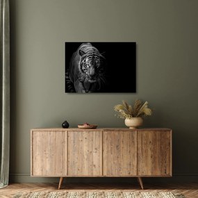 Sklenený obraz divokého tigra (70x50 cm)