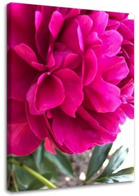Obraz na plátně Pivoňka květ růžová příroda - 80x120 cm