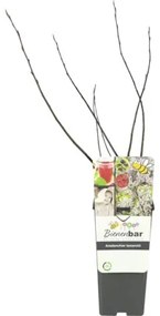 Muchovník Lamarckov FloraSelf Amelanchier lamarckii kvetináč 2 l