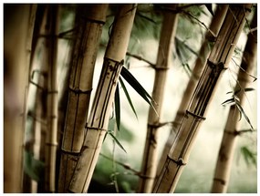 Artgeist Fototapeta - Fog and bamboo forest Veľkosť: 392x309, Verzia: Samolepiaca