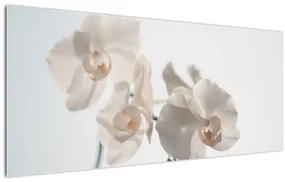 Obraz bielej orchidey (120x50 cm)