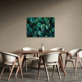 Obraz - Opuncie (70x50 cm)
