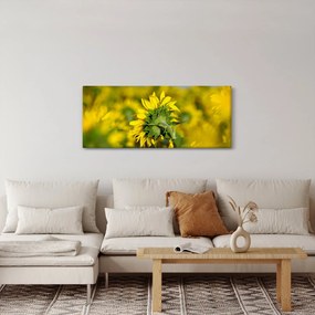 Obraz slnečnice (120x50 cm)