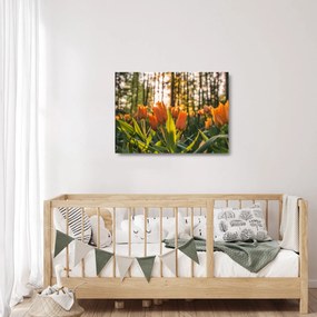 Sklenený obraz - oranžové tulipány (70x50 cm)