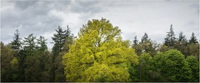 Obraz zeleného stromu uprostred poľa (120x50 cm)