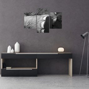 Obraz - Slonia noha (90x60 cm)