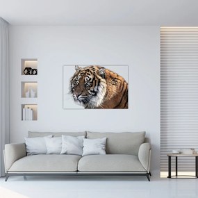 Obraz tigra (90x60 cm)