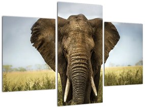 Slon - obraz