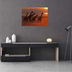 Sklenený obraz - Žirafy v africkej savane (70x50 cm)