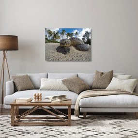 Sklenený obraz korytnačky (70x50 cm)