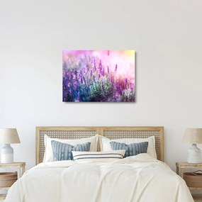 Sklenený obraz - Levanduľa vo trblietania slnka (70x50 cm)