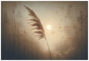 Tapeta pampová tráva v rannej hmle