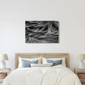 Obraz - Korene stromu (90x60 cm)