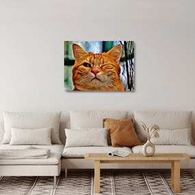 Sklenený obraz žmurkajúce mačky (70x50 cm)