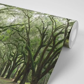 Samolepiaca fototapeta v objatí stromov - 150x100