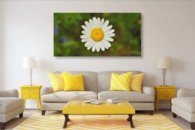 Obraz krásny lúčny kvet